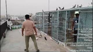 rampur se furkan Bhai ke kabhutaro ki jandi 7nov  mathura pigeon viralvideo [upl. by Ellsworth824]