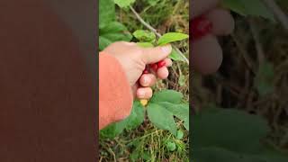 Alaska Highbush Cranberry harvesting alaska berries wildalaska woods viralvideo [upl. by Attem]