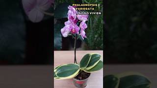 Linda Phalaenopsis Variegata Sogo Vivien Phalaenopsis orquídea Variegata [upl. by Yelyab119]