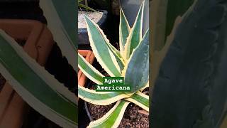 Agave Americana Variegata Mediterranean plants in lava like rock garden shorts agave [upl. by Vigen967]