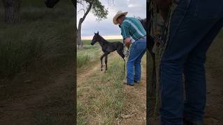 Foal is Born hashknife ranching horse foal babyhorse montana HashknifeRanch [upl. by Ester]