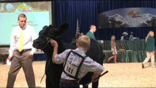 Cattle Showmanship Tips  Sure Champ [upl. by Finley102]