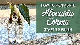 StepByStep BEST Way to Propagate Alocasia from Corms  Propagating Alocasia Bulbs Corms [upl. by Jerri595]