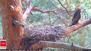 ¿Últimos días Águila calzada  SEOBirdLifeParque Nacional Sierra de Guadarrama [upl. by Aneema85]