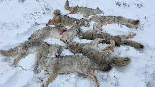 Shotgunning Coyotes  9 Dead Coyotes [upl. by Anitnegra847]