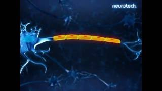 Basics 3 Schwann Cells neurotech [upl. by Eniluj]