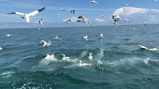 Fishing northern gannets [upl. by Hebert]