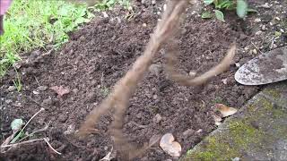 Planting Astilbe and Liatris spicata in our little frontgarden [upl. by Christenson]