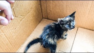 RESCATE DE GATITO BEBÉ ABANDONADO EN LA CALLE [upl. by Nylesoj]