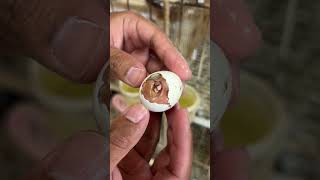 Inbred chick was stuck in the egg pigeon pigeonfan birds birdspecies kabootar pigeonfancier [upl. by Levona]