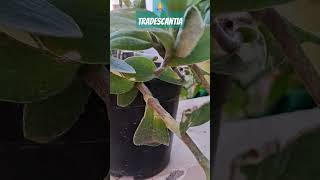 Tradescantia sillamontana gardenplants floweringplant short video shortsfeed [upl. by Semaj]