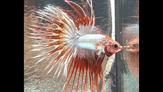 RED COPPER CROWNTAIL BETTA🐲🐠splendens [upl. by Alek]