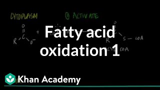 Fatty Acid Oxidation  Part I [upl. by Adnamal]