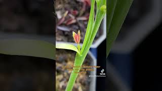 Dionaea Muscipula Dentata flower stalk has trap growing on it vft rareplants [upl. by Asit]