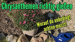 Chrysanthemen richtig gießen  So oft und so viel Wasser wird benötigt [upl. by Anod]