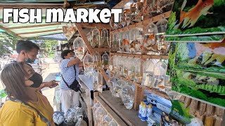 Ornamental Fish Market  Philippines [upl. by Einnep]