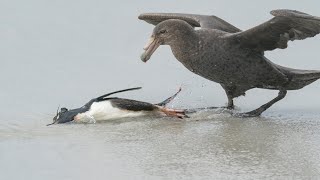 Giant Petrels Hunting Penguin [upl. by Arit]