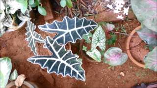 My Caladium Collection [upl. by Ortrude]