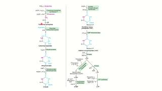 Pyrimidine Nucleotide Biosynthesis Malayalam [upl. by Marteena300]