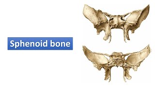 Sphenoid bone Prof Ashfaqur Rahman [upl. by Sucramel]