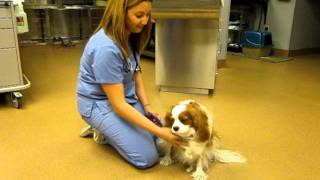 Cavalier King Charles with syringomyelia [upl. by Dasa]