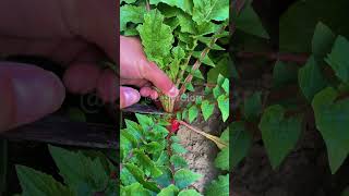 The process of pruning radishes before harvesting [upl. by Aineles]