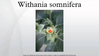 Withania somnifera [upl. by Griff]