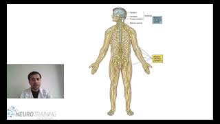 Neuroanatomía funcional fácil y rapido [upl. by Ainatnas997]