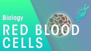 Red Blood Cells  Physiology  Biology  FuseSchool [upl. by Ymerej]