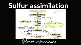 Sulfur assimilationMetabolism of sulphur containing amino acids [upl. by Bonns]