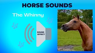 HORSE SOUNDS  Whinnying  Neighing my horse is calling to the horses to come horse 🐴 shorts [upl. by Eus]