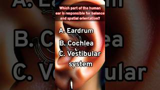 Human ear  Ear functionalities  how the human ear listens to the sound  shortsfeed quiz [upl. by Alben]