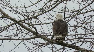 122923 Bald Eagle Tukwila Wa 6536159 [upl. by Adnwahsor]