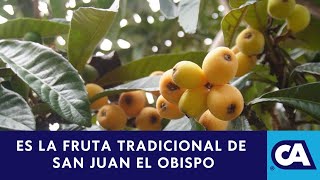 Conociendo la fruta conocida como quotEl Nísperoquot  Sacatepéquez [upl. by Osborn]