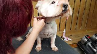 Trimming a westie head [upl. by Eniamaj]