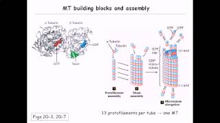 Microtubule structure and assembly [upl. by Essilrahc498]