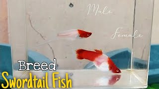 Breeding Swordtail Fish from the fish I bought at the store [upl. by Nhguaved]