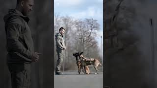 k9 dog dogsoftiktok tactical dogtrainer trending viralvideo [upl. by Neslund]