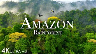 Amazon 4k  The World’s Largest Tropical Rainforest Part 2  Jungle Sounds  Scenic Relaxation Film [upl. by Shermie236]