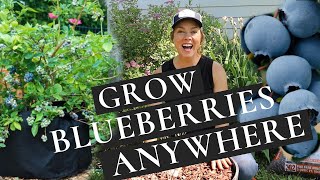 Growing Blueberries in Pots  the easy way to grow blueberries anywhere [upl. by Aldus]