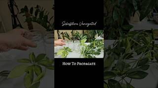 Schefflera Propagation in Water 💚 schefflera indoorplants shorts [upl. by Teddy]