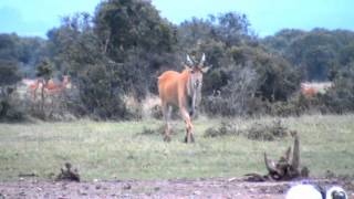 Africa largest antelope The Eland [upl. by Assiralk]