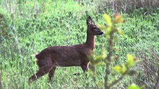 Roe Deer Barking [upl. by Riatsala292]