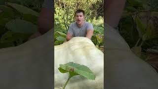 Giant pumpkin growing tip giantfruits growingpumpkins garden giantpumpkingrowers [upl. by Duff]