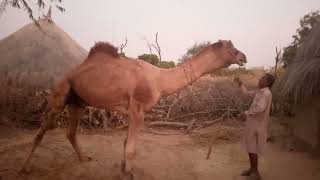 big camel with owner trending youtube beautiful camel viral desert views viralvideo [upl. by Hollie]