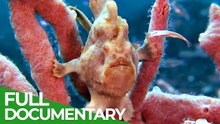 Underwater Creatures  In the Realm of the Walking Fish  Free Documentary Nature [upl. by Alguire]