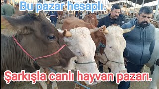 3 Ağustos 2024 Şarkışla canlı hayvan pazarı Türkiyenin en büyük 2 pazarından biri Bulls market [upl. by Eceinahs766]