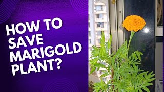 How to save Marigold plant from dying [upl. by Tiphani]