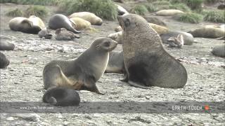 Fur seal mating ritual [upl. by Jule21]