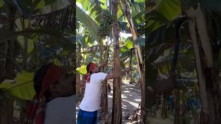 How to harvesting are banana ep 325 Short trending viral banana food agro 🍌🍌 [upl. by Sternberg]